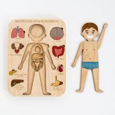 The place for fun, interactive and educational views of the human body. Human Body Wooden Internal Organs Montessori Anatomy Game Etsy Creative Toy Human Body Montessori