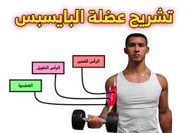 تشريح عضلة البايسبس biceps exercises biceps bodybuilding