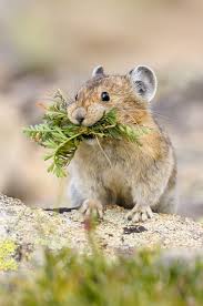 American Pika By Greg Forcey Cute Animals Animals Animals Wild