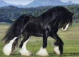 Black Shire Horse Horse Breeds Clydesdale Horses Horses
