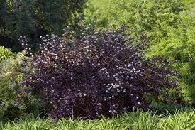 Hosta, shasta daisy, ajuga, perennial geranium and sedum are good choices for perennials to grow as companion plants for ninebark shrubs. Diablo Ninebark Plants Are Part Of The Rose Family