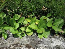 Image result for Menyanthaceae