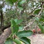 Image result for Spirostachys africana