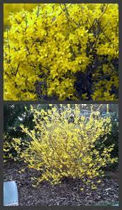 Forsythia europaea, commonly known as albanian forsythia or european forsythia, is a species of flowering plant in the olive family, with a native range from montenegro to northern albania. Fast Growing Forsythia Bushes Bring Summer Color To The Garden