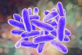 Image result for Legionella