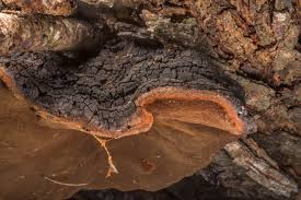 Image result for Phellinus rimosus