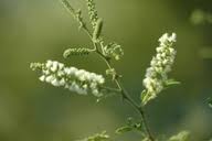 Image result for Acacia fleckii