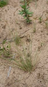 Image result for Bulbostylis hispidula