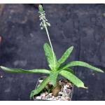 Image result for Ledebouria luteola