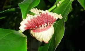 Image result for Napoleonaea angolensis