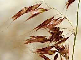 Image result for Tricholaena