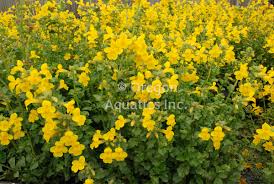 Image result for Mimulus