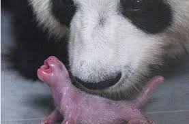 An unusual study explores a question that has puzzled researchers for a long time: Zoo In Sudkorea Erstes Naturlich Gezeugte Pandabar Baby Geboren Panorama Stuttgarter Nachrichten