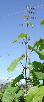 Check spelling or type a new query. Expression Analysis Of Flowering Genes From Seedling Stage To Vineyard Life Of Grapevine Cv Riesling Sciencedirect