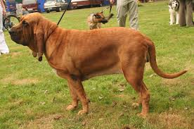 Belgrade city, republic of ser. Chien De Saint Hubert Caractere Et Conseils