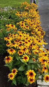 Rudbeckia Hirta Rising Sun Chestnut Gold Sunrise Daylilies Garden