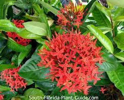 Ixora is a genus of more than 400 species, with a handful cultivated as ornamental plants. Ixora Nora Grant And Super King