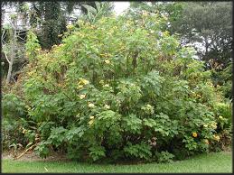 Image result for Tithonia diversifolia