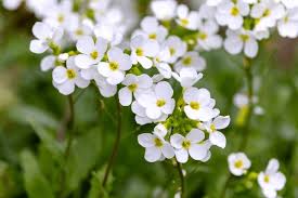 Image result for Arabis