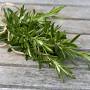 Profile Picture of Rosemary: Health benefits, precautions, and drug interactionson Google