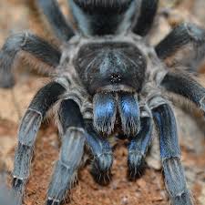 Image result for Fuirena bullifera