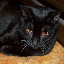 It was first published in the august 19, 1843, edition of the saturday evening post.in the story, an unnamed narrator has a strong affection for pets until he perversely turns to abusing them. Feline Friday Caturday My Black Cat Midnight Of The Golden Eyes Cactus Catz