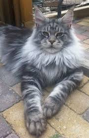 The simple answer is that not all maine coon cats conform to the average maine coon weight. Pin On Pets A