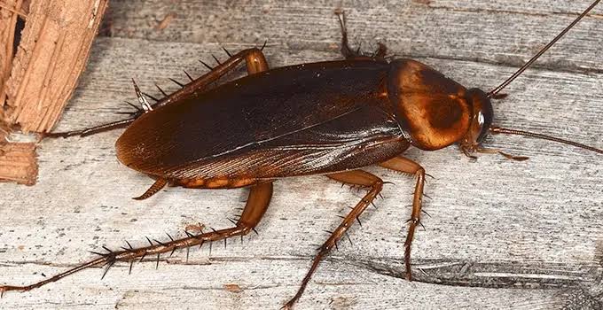 Cockroach Diseases & Their Impact on Health | Pest Guard Delhi