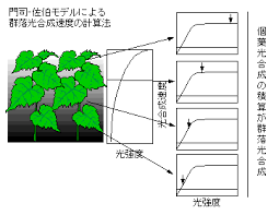 Canopy