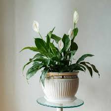 Maybe you would like to learn more about one of these? 5 Manfaat Bunga Peace Lily Gak Cuma Sebagai Dekorasi