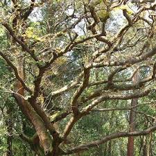 Image result for Copaifera