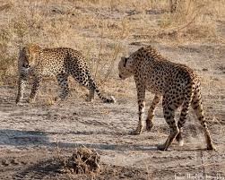 Leopard Vs Cheetah Wild Cats Beautiful Cats Animals