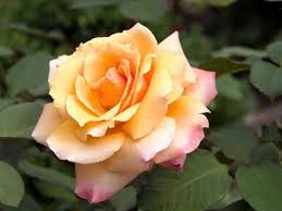 Purple, yellow, lavender, peach, white, and pink. Top 10 Pink And Orange Flowers For Your Garden Birds And Blooms
