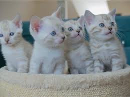 Don't miss what's happening in your neighborhood. Kittens For Sale Gumtree Grey Kittens For Sale Near Me Facebook