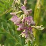 Image result for Astragalus atropilosulus