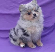 Blue is a very beautiful sable fox faced pomeranian male. Merle Pomeranian Puppies For Sale Novocom Top