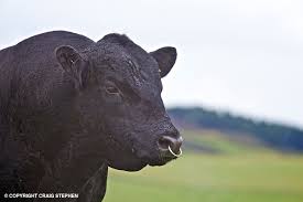 Varis aberdeen angus middlefield forres. Farm Images Aberdeen Angus Cattle