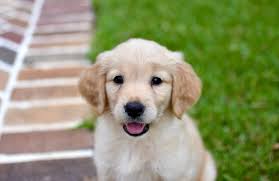 Cameron Allison (@cameronallison) • Instagram photos and videos