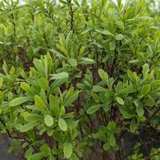 Image result for Myrica salicifolia