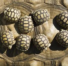 Check spelling or type a new query. Alteste Schildkrote Der Welt Widerlegt Saurierthese Welt
