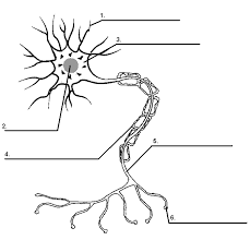 Pin On Brain And Behavior