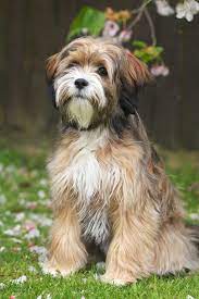 Has been raised with children and other puppies and well socialized cost 152 euro email me at perezjohnson338@gmail.com for. James Melville On Twitter Dog Loving Twitterers A Quick Request Does Anyone Know Of A Decent Tibetan Terrier Breeder That I Can Contact I Want To Buy A Puppy Https T Co Zufzqbdbnv