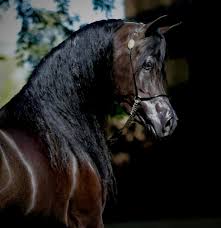 One is even on the brink of extinction. All For The Love Of A Horse Black Is The New Black