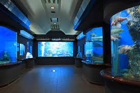 Things to do near shibukawa marine aquariums (tamano city marine museum). Shibukawa Marine Aquariums Tamano City Marine Museum 2021 All You Need To Know Before You Go With Photos Tripadvisor