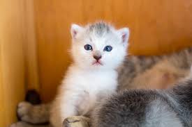 Cats are loving and loyal animals, even if many people believe them to be quite independent animals.cats are very intelligent, and it won't take them more than 5 to 10 days to understand and internalize their new name. 20 Sweet Cat Names From Movies To Inspire You
