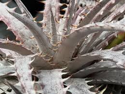 Image result for Aloe komatiensis