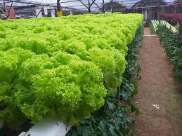 Ladang lebah di cameron highland mengeluarkan madu untuk pameran dan jualan kepada pengunjung. Straberry Eating Review Of Big Red Strawberry Farm Brinchang Malaysia Tripadvisor