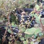 Image result for Celosia trigyna