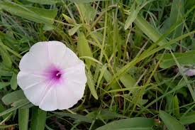 Image result for Astripomoea