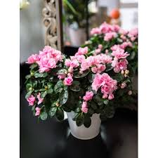 Attendez que la terre soit devenue sèche entre deux arrosages. Azalee Latina De Fleurs Et D Eau Fraiche